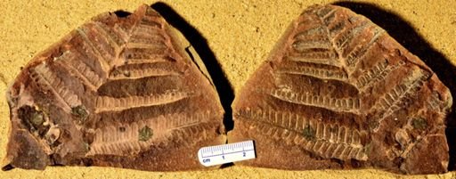 Pecopteris
