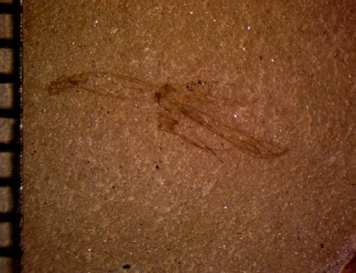 undet. Hemiptera