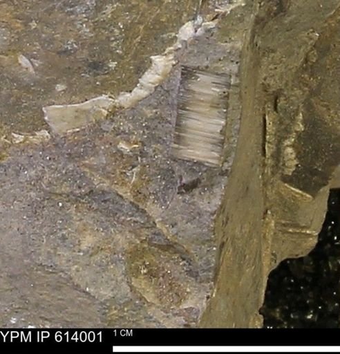 undet. Inoceramidae