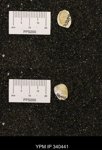 Corbicula subelliptica