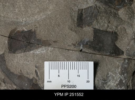 undet. Eurypterida