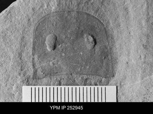 Eurypterus sp.