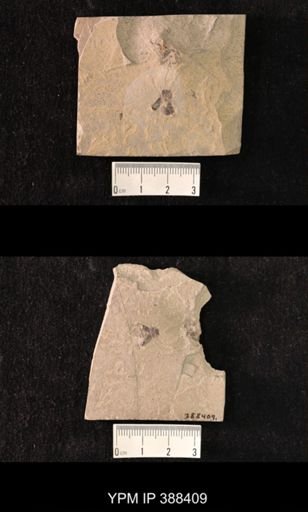 undet. Coleoptera