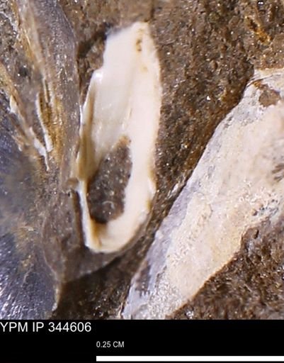 undet. Bivalvia