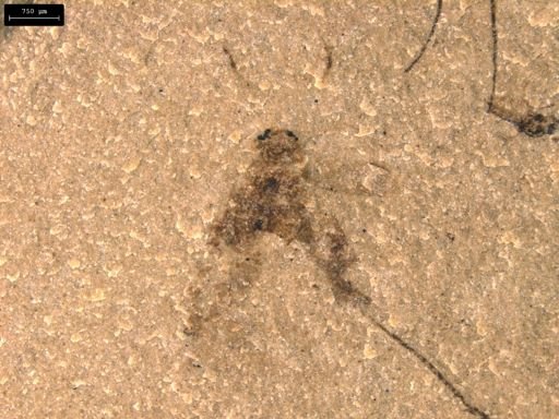 undet. Hemiptera
