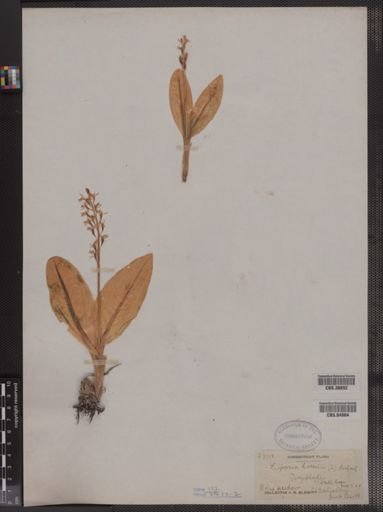 Liparis loeselii
