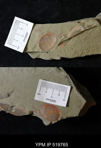 undet. Xiphosurida