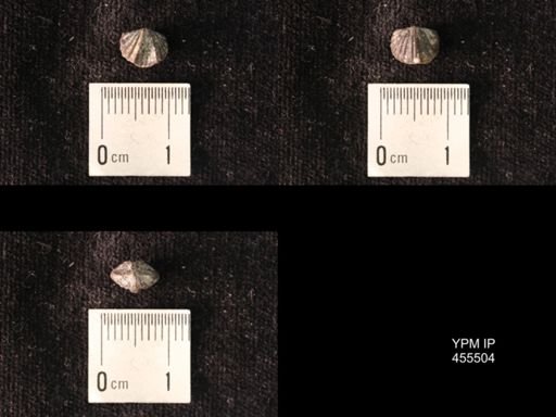 Platystrophia mimuta