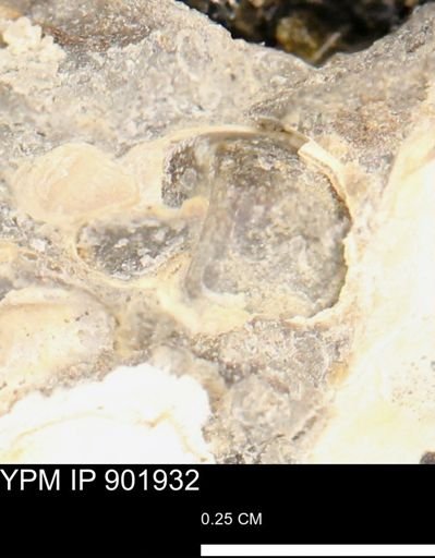 Gastropoda?