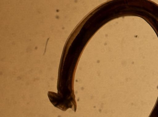 Ancylostoma caninum