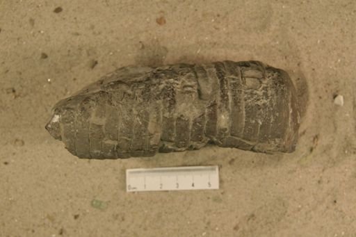Endoceras fulgar