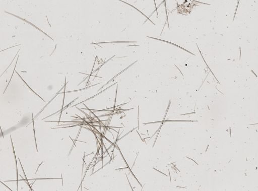 Halichondrida
