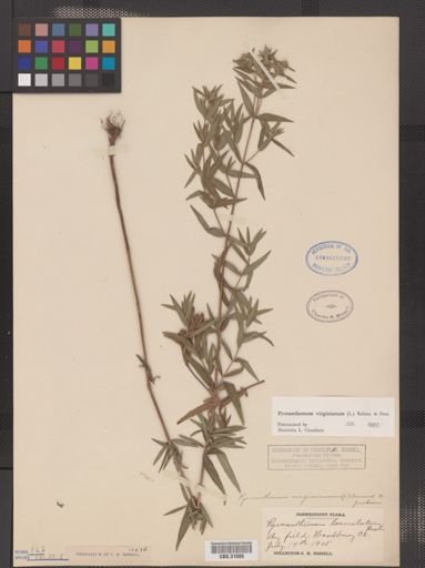 Pycnanthemum virginianum