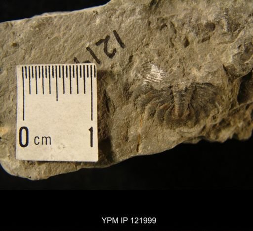Cryphaeus boothi