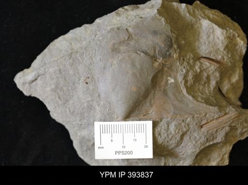 Actinodesma erectum
