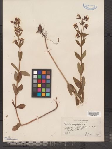 Rhexia virginica