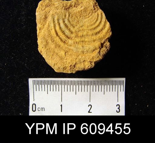 Leptaena rhomboidalis