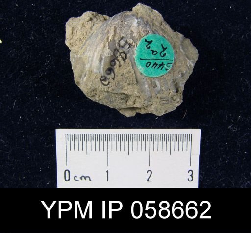 Spirifer cyclopterus
