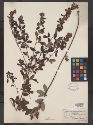 Lespedeza intermedia