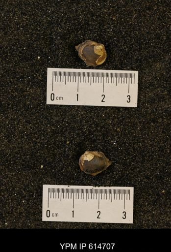 Limopsis striatopunctatus