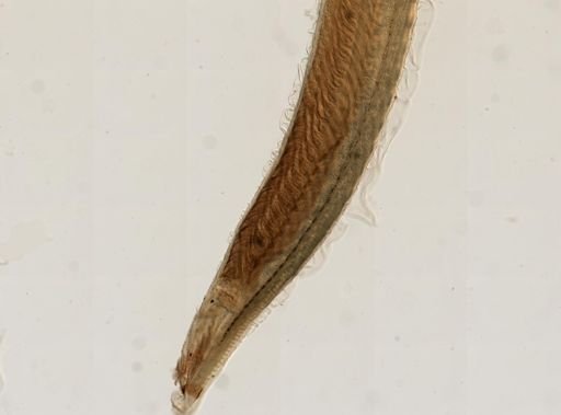 Branchiostoma lanceolatum