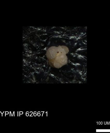 undet. Foraminiferida