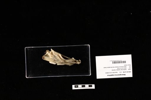 Melanogrammus aeglefinus