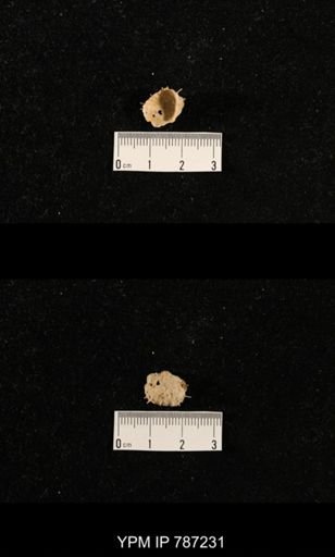 undet. Brachiopoda