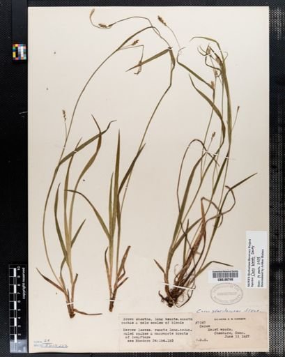 Carex gracilescens