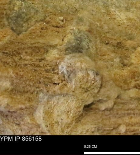 Teredo sp.