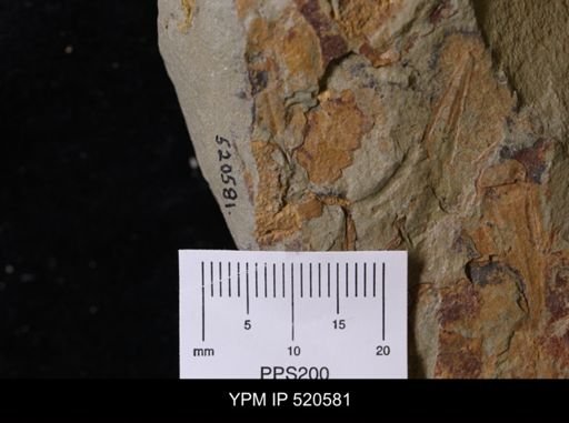 Chauvelicystis sp.