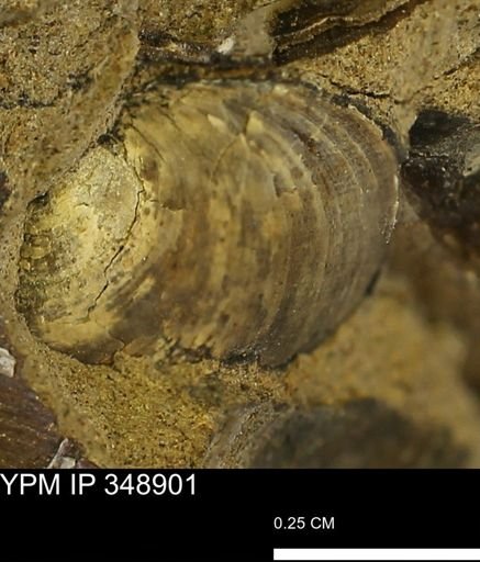 undet. Bivalvia