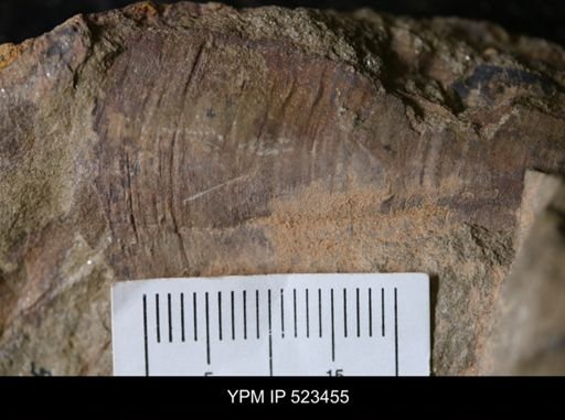 undet. Hyolithida