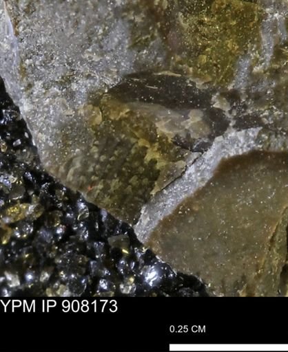 undet. Mollusca