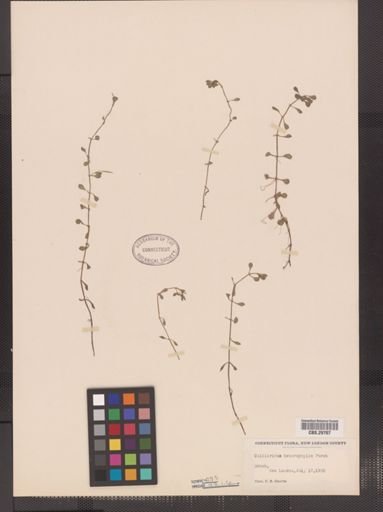 Callitriche heterophylla