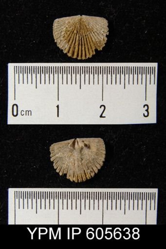 Hesperorthis tricenaria