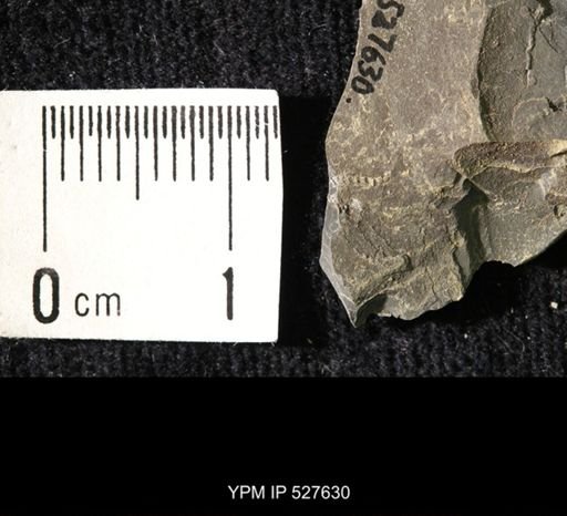 Ophiuroidea