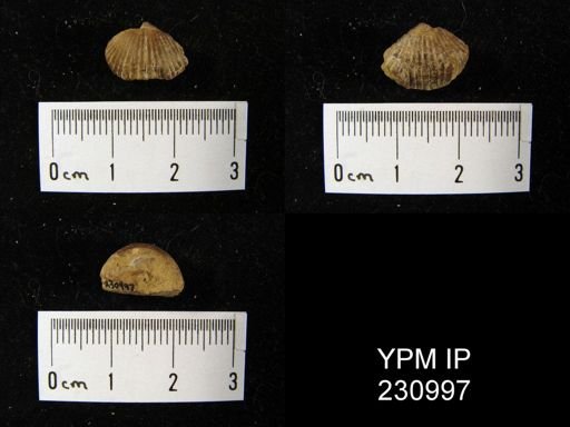 Rhynchopora magnicosta
