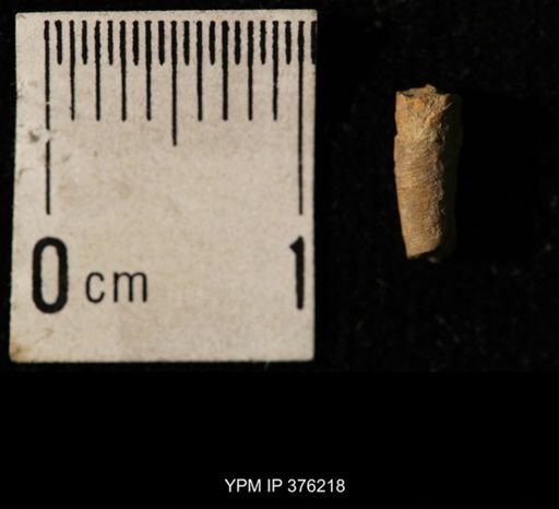 Pseudorthoceras knoxense