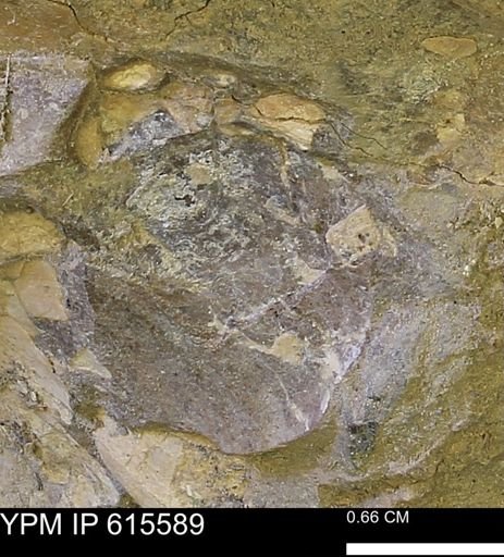 undet. Bivalvia