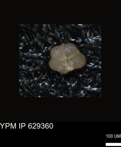 undet. Foraminiferida