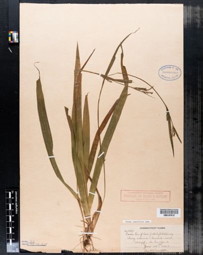Carex laxiflora