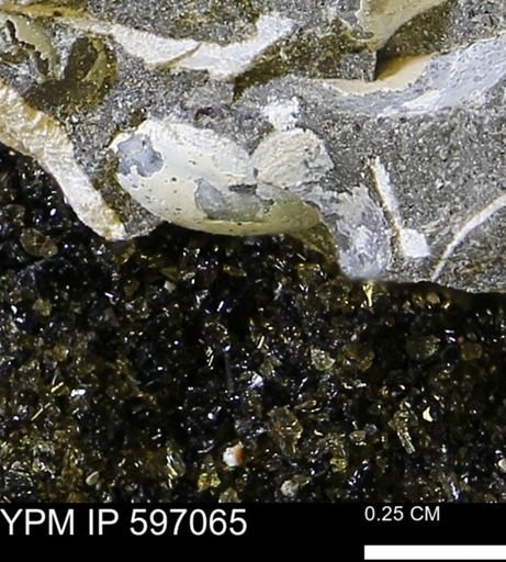 undet. Bivalvia
