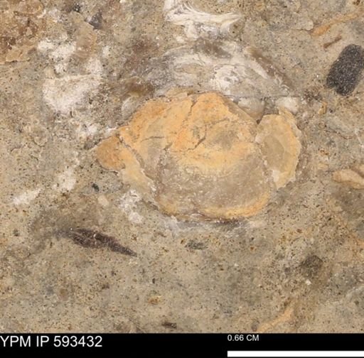 taxon undetermined
