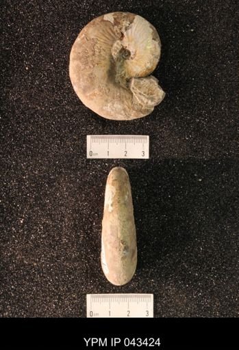 Hoploscaphites nicolletii