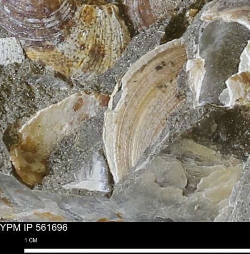 Limopsis sp.