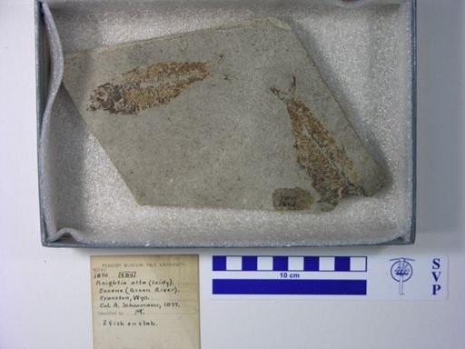 Knightia alta