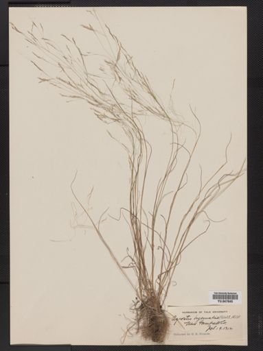 Agrostis hyemalis