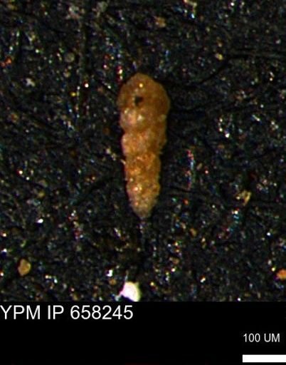 Verneuilinoides kansasensis