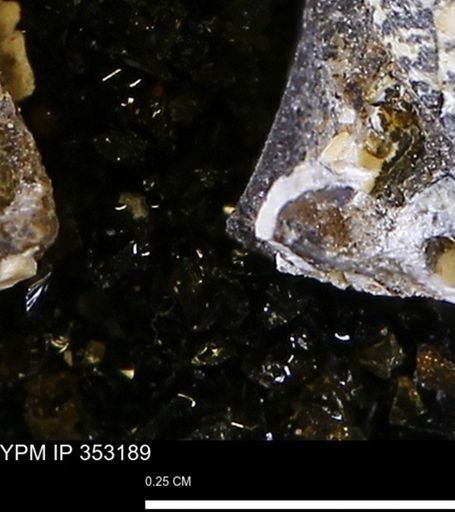 Limopsis striatopunctatus